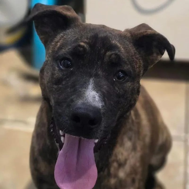 An adult medium-sized male Brown / Chocolate Mixed Breed dog named Diego for adoption in Vassalboro, ME