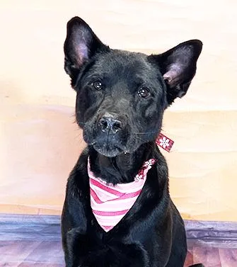 An adult medium-sized female Black Labrador Retriever dog named Zumba for adoption in Castro Valley, CA