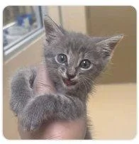 A baby small-sized male Tabby (Gray / Blue / Silver) Domestic Short Hair cat named Sheera for adoption in Raleigh, NC
