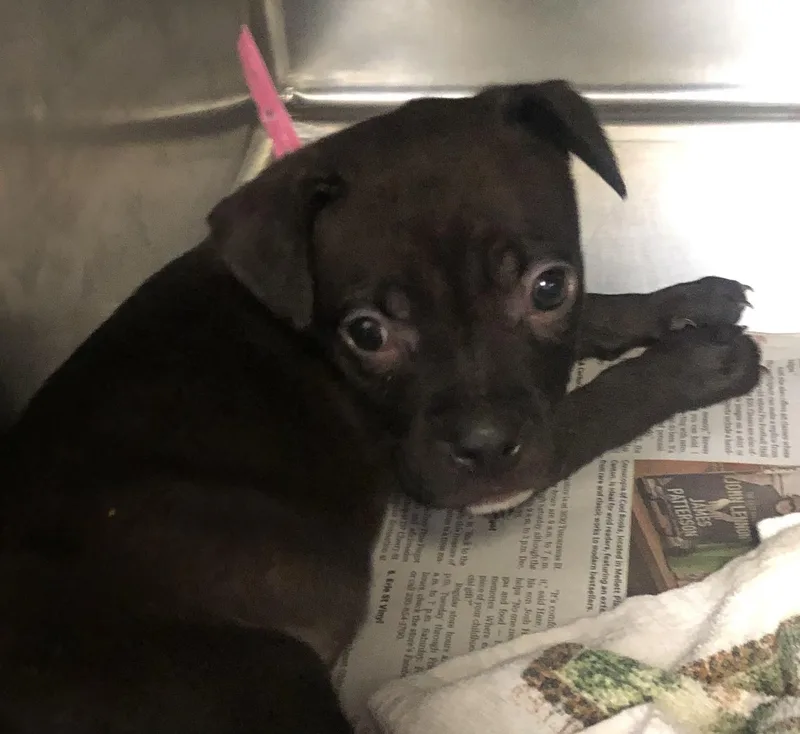 A baby medium-sized female Black American Bulldog dog named Myrtle for adoption in Parma, OH