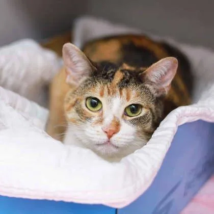 An adult small-sized female Buff / Tan / Fawn Domestic Short Hair cat named Cali for adoption in Atlanta, GA