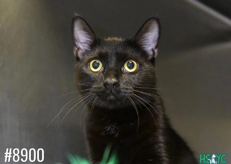 A young medium-sized female Domestic Short Hair cat named Kensington for adoption in Fort Mill, SC
