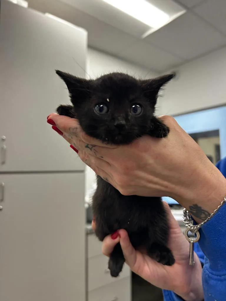 A baby small-sized female Domestic Short Hair cat named Zenith for adoption in Thousand Oaks, CA