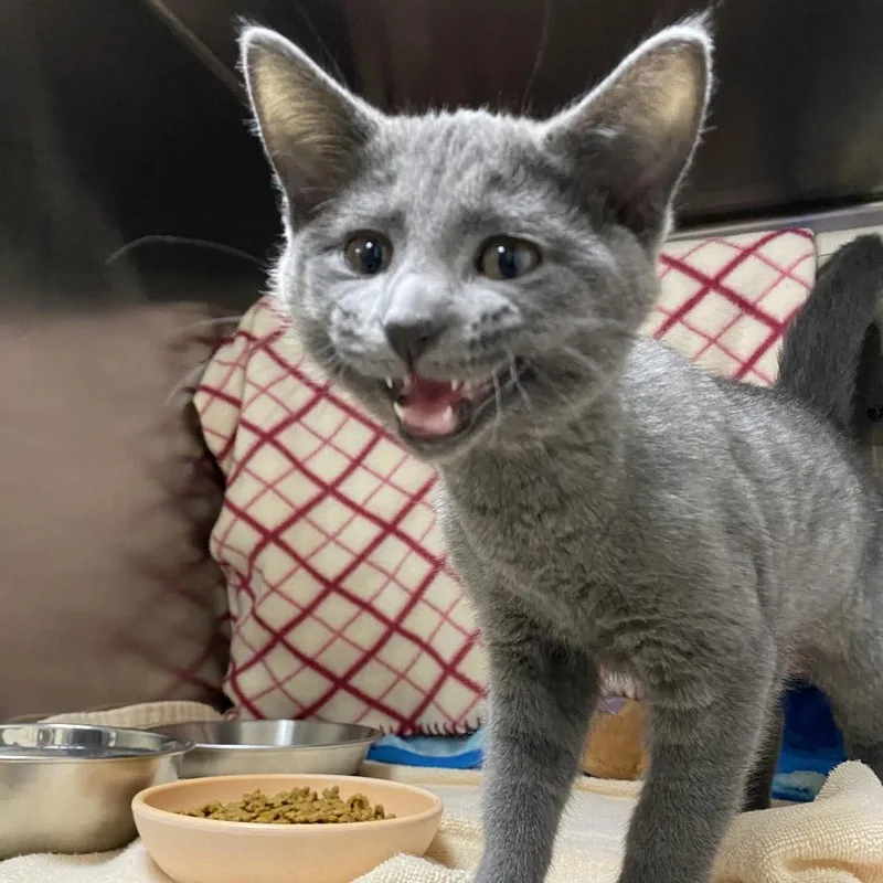 A baby small-sized female Gray / Blue / Silver Domestic Short Hair cat named Baccarat for adoption in Grand Rapids, MI