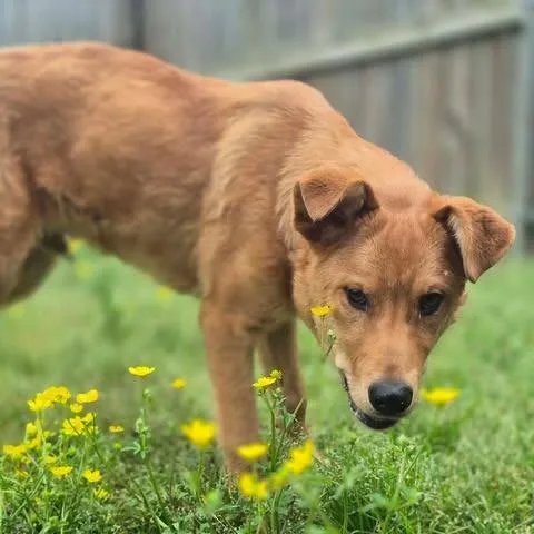 A young medium-sized male Yellow / Tan / Blond / Fawn Labrador Retriever dog named Dixon for adoption in Dover, AR