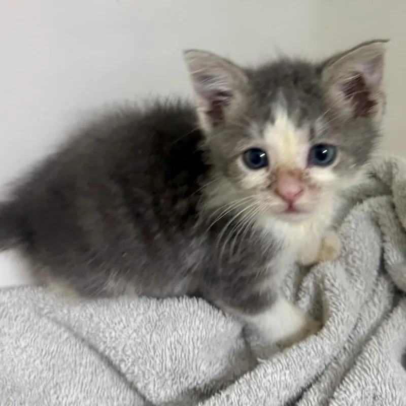 A baby small-sized male Domestic Medium Hair cat named Gravy for adoption in Aldie, VA
