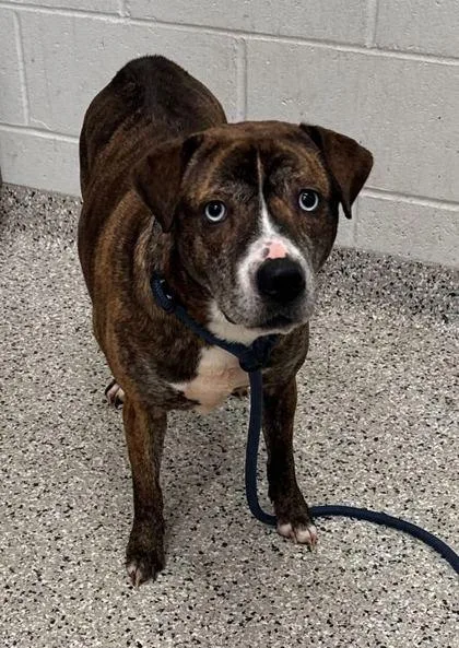 An adult medium-sized female Brown / Chocolate Mixed Breed dog named Bailey for adoption in Kansas City, MO