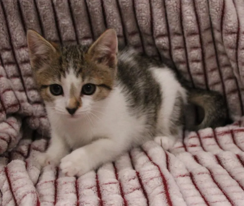 A baby medium-sized male Domestic Short Hair cat named Google for adoption in Vacaville, CA