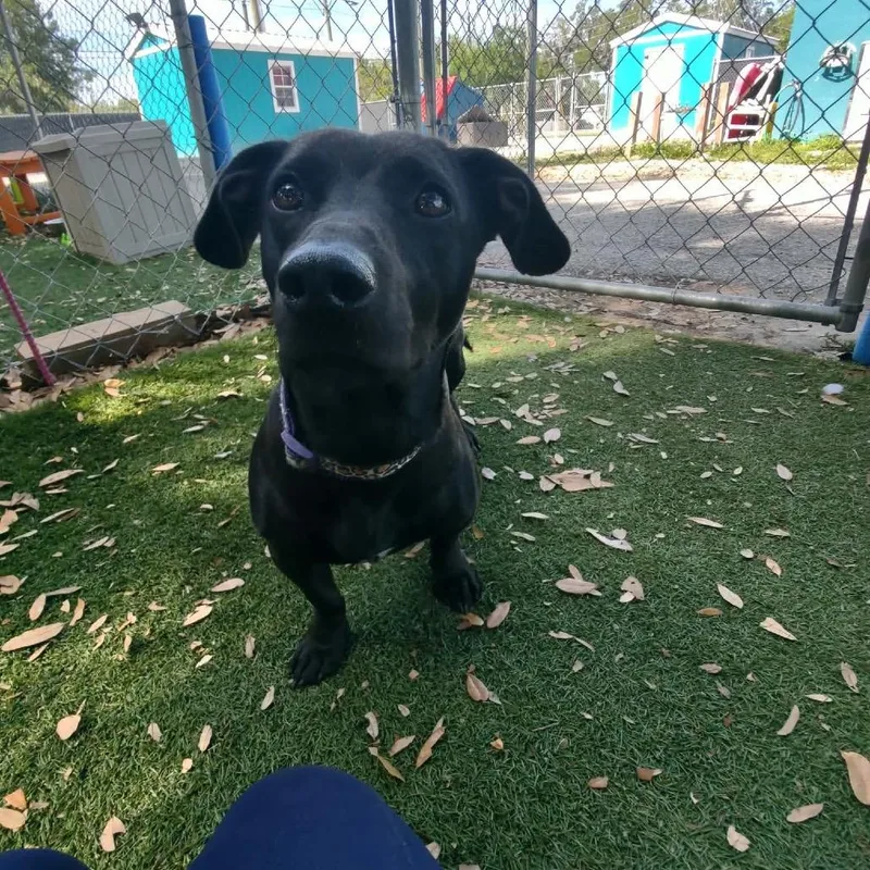 An adult medium-sized female Black Dachshund dog named Crystal for adoption in Port Richey, FL