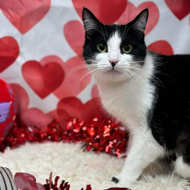 A young large-sized female Domestic Short Hair cat named Laverne for adoption in Effingham, IL