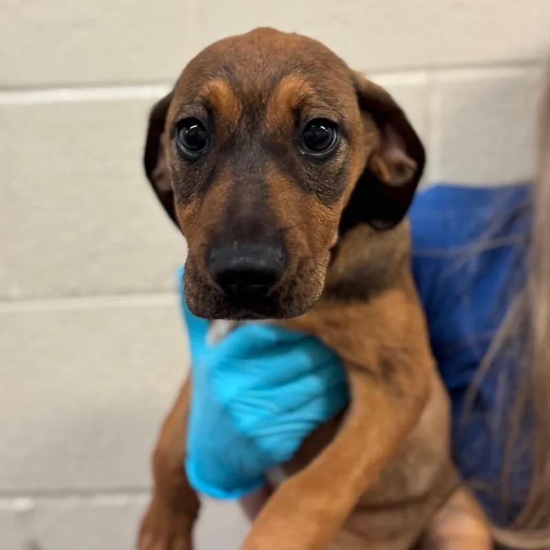 A baby small-sized female Brown / Chocolate Mixed Breed dog named Bubbles for adoption in Hendersonville, NC