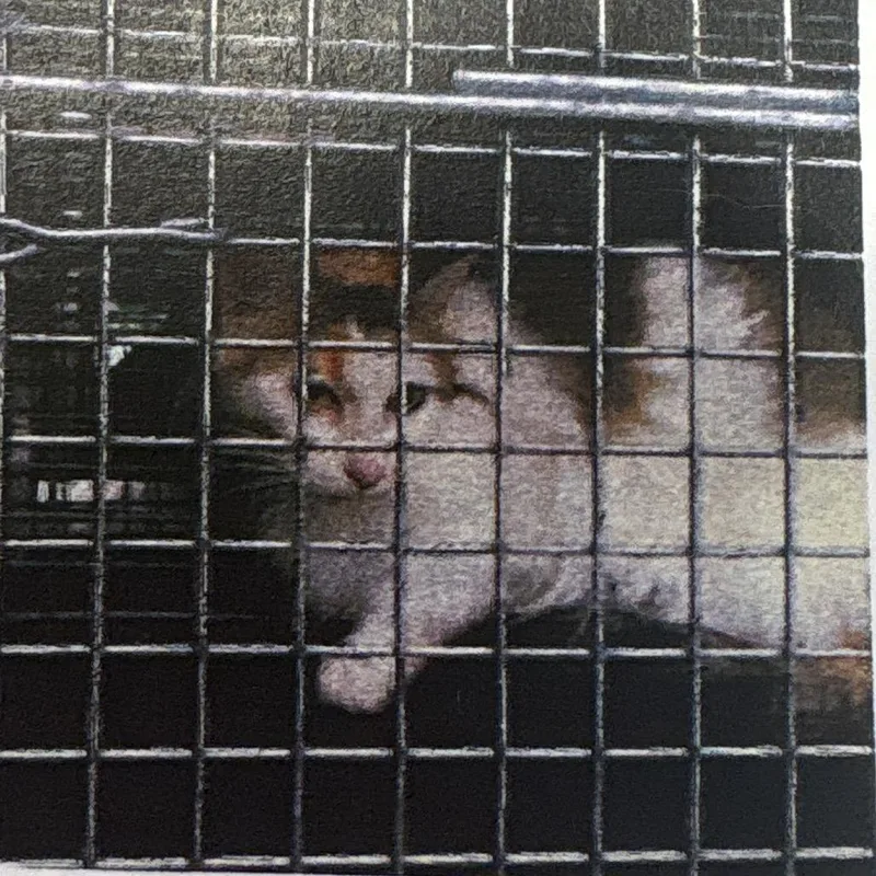 A young small-sized female Calico Domestic Long Hair cat named Puddles for adoption in Chicago, IL