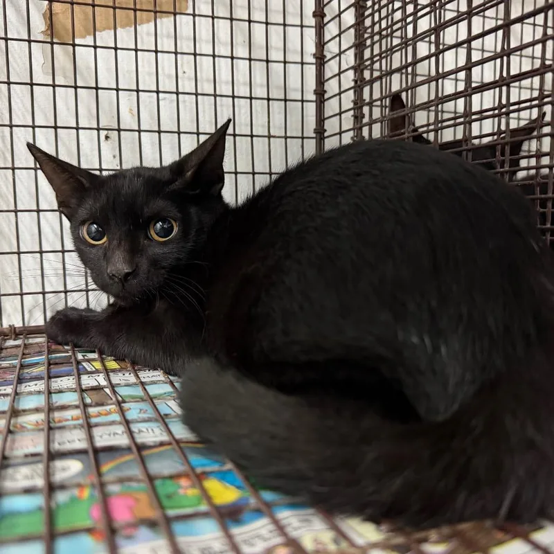 A baby small-sized male Black Domestic Short Hair cat named Mystical for adoption in Edinburg, TX