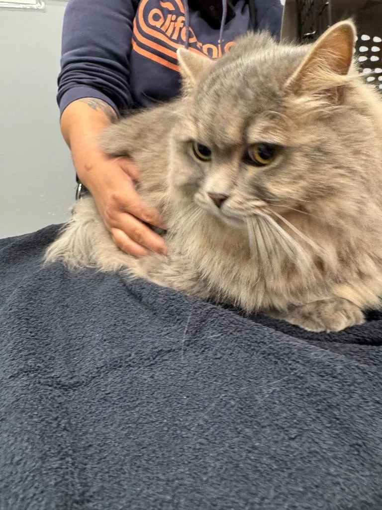 An adult medium-sized female Ragdoll cat named Giana for adoption in Bloomington, IN