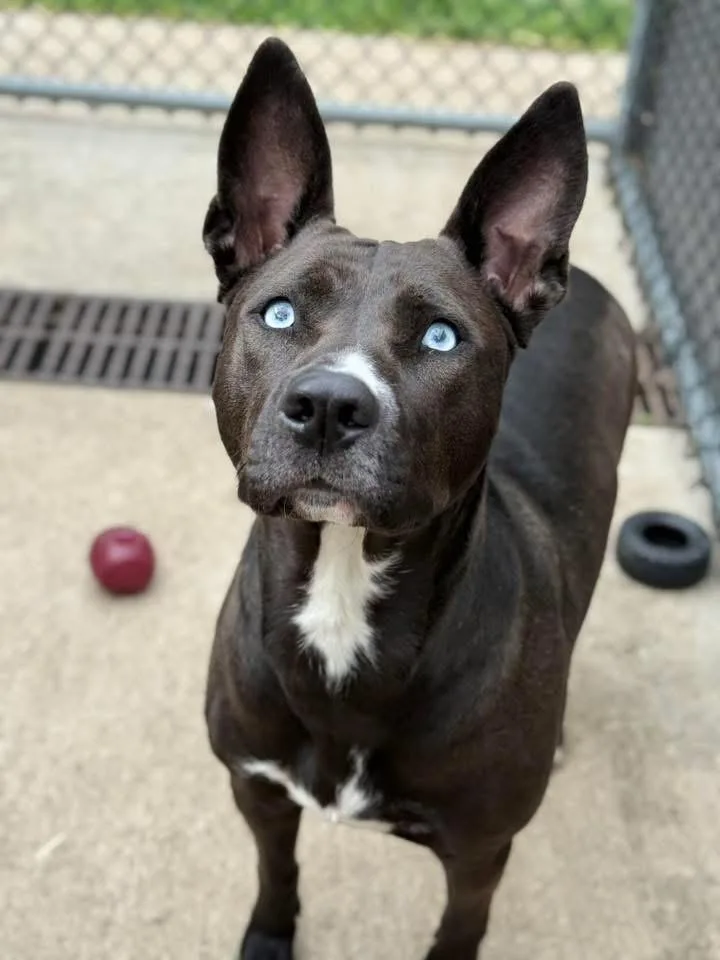 An adult medium-sized female Black Labrador Retriever dog named Zatanna for adoption in Chicago, IL