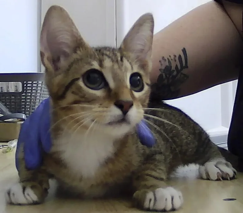 A baby small-sized male Tabby (Brown / Chocolate) Domestic Short Hair cat named Bruin for adoption in Anoka, MN