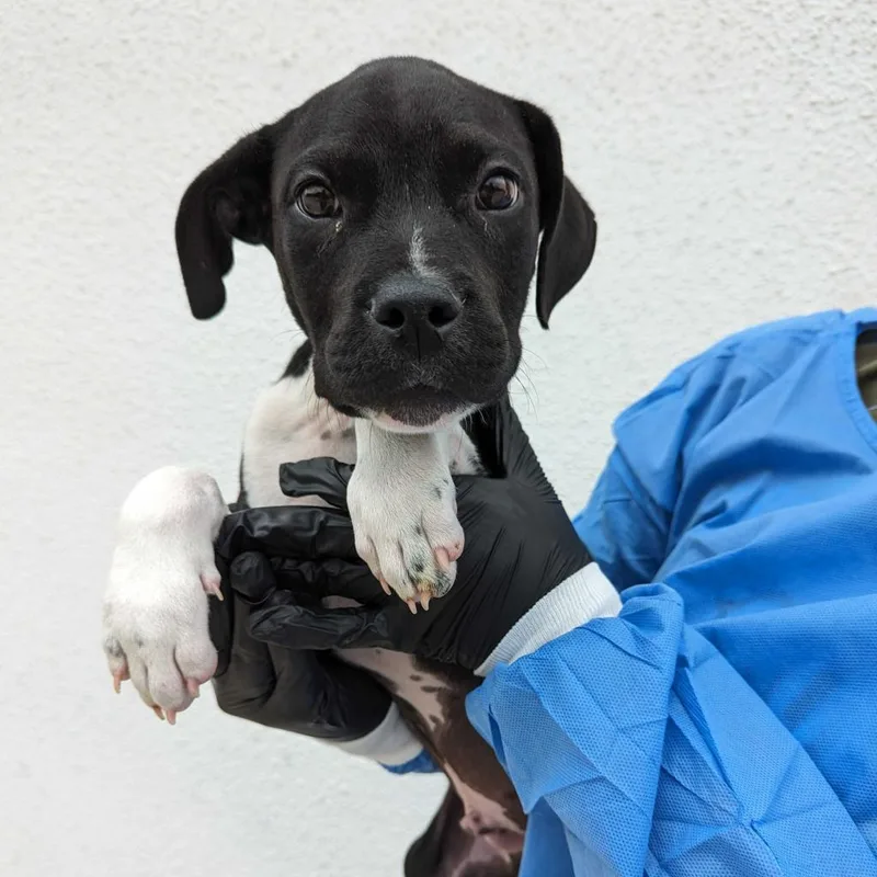 An adult medium-sized male Black American Staffordshire Terrier dog named Blue for adoption in San Antonio, TX