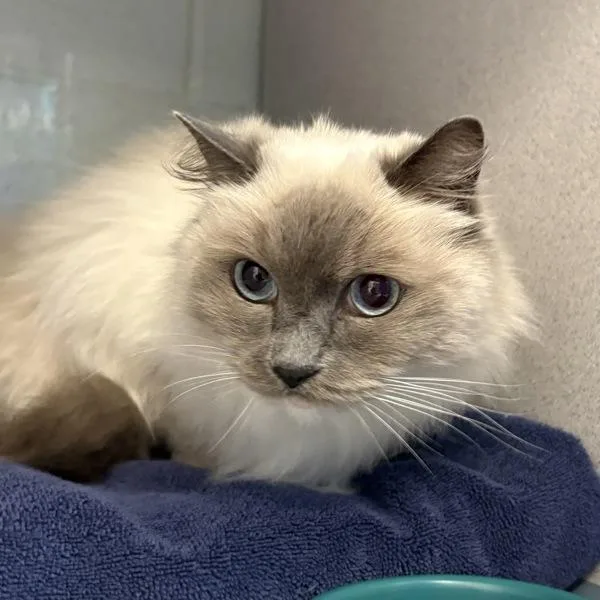A senior medium-sized female Birman cat named Jasmine for adoption in Salt Lake City, UT