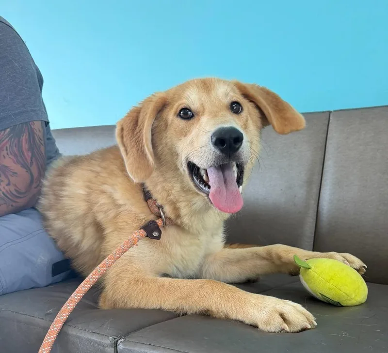 A baby medium-sized male Mixed Breed dog named Eros for adoption in Hyde Park, NY