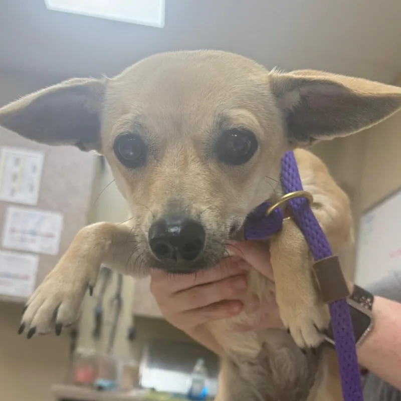 A young small-sized female Yellow / Tan / Blond / Fawn Chihuahua dog named Rolly for adoption in Birmingham, AL