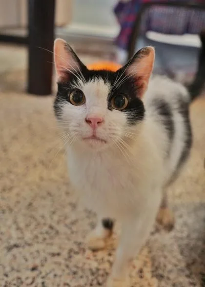 An adult medium-sized male Domestic Short Hair cat named Woodsy for adoption in Aiken, SC