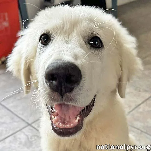 A baby large-sized male White / Cream Great Pyrenees dog named Sparky In Fl  for adoption in Beacon, NY