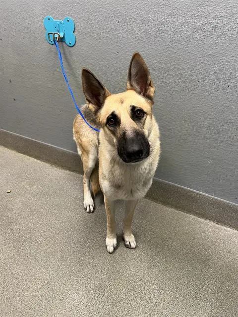 A young large-sized female German Shepherd Dog dog named Bella for adoption in Las Vegas, NV
