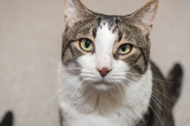 An adult large-sized male White Domestic Short Hair cat named Mesha for adoption in Indiana, PA