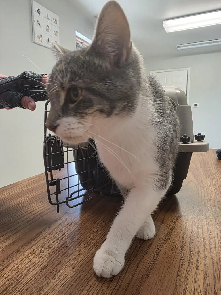 A young large-sized female Domestic Short Hair cat named Spotty for adoption in Huntsville, TX