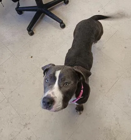 An adult medium-sized female Mixed Breed dog named Bonita for adoption in West Chester, PA