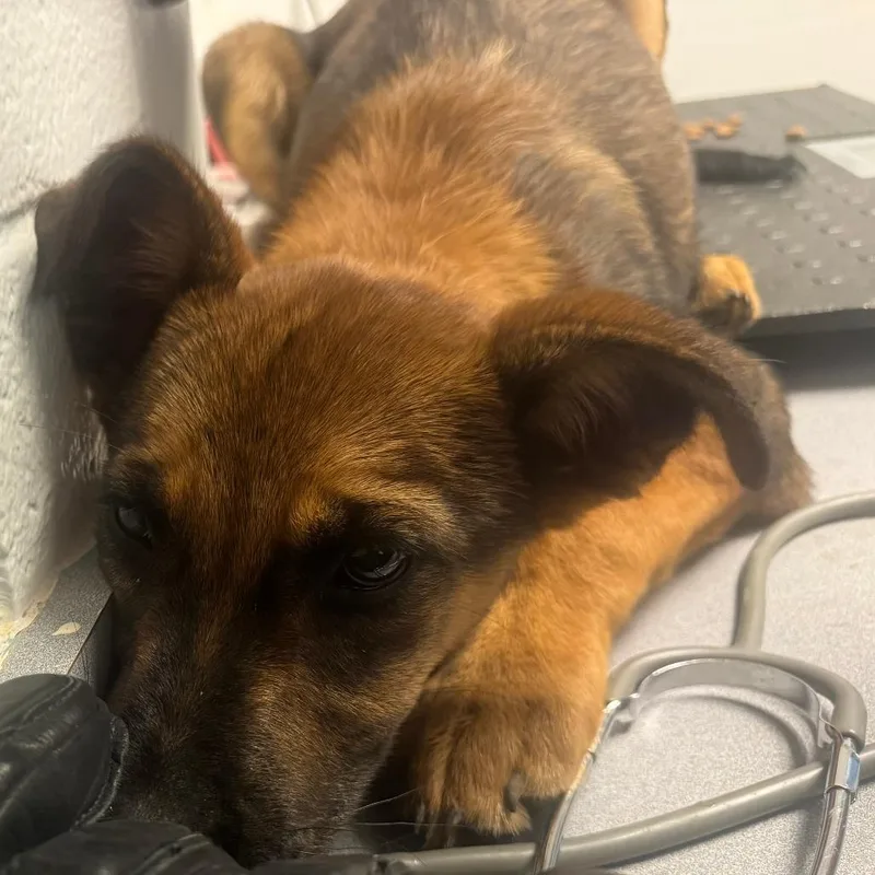 A baby medium-sized male Brown / Chocolate Mixed Breed dog named Bugatti for adoption in Taos, NM