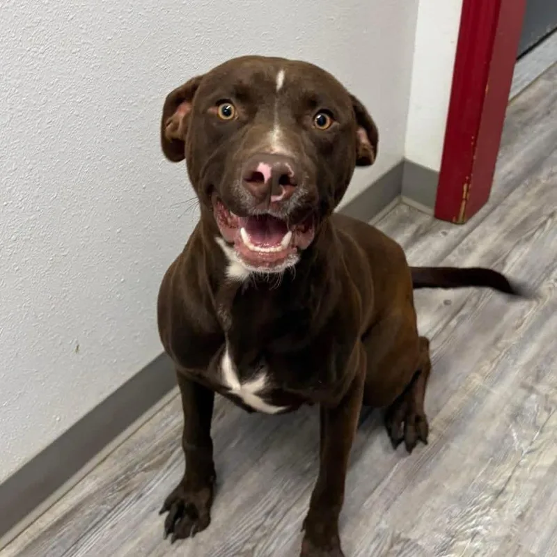 An adult medium-sized male Brown / Chocolate Labrador Retriever dog named Maverick for adoption in Little Rock, AR