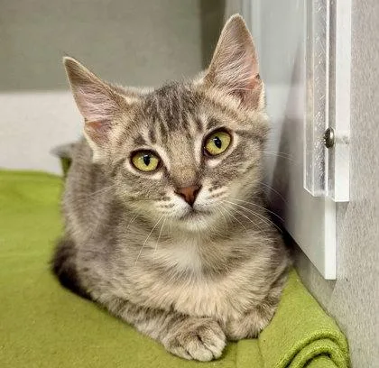 A baby small-sized female Domestic Short Hair cat named Dill for adoption in Sacramento, CA