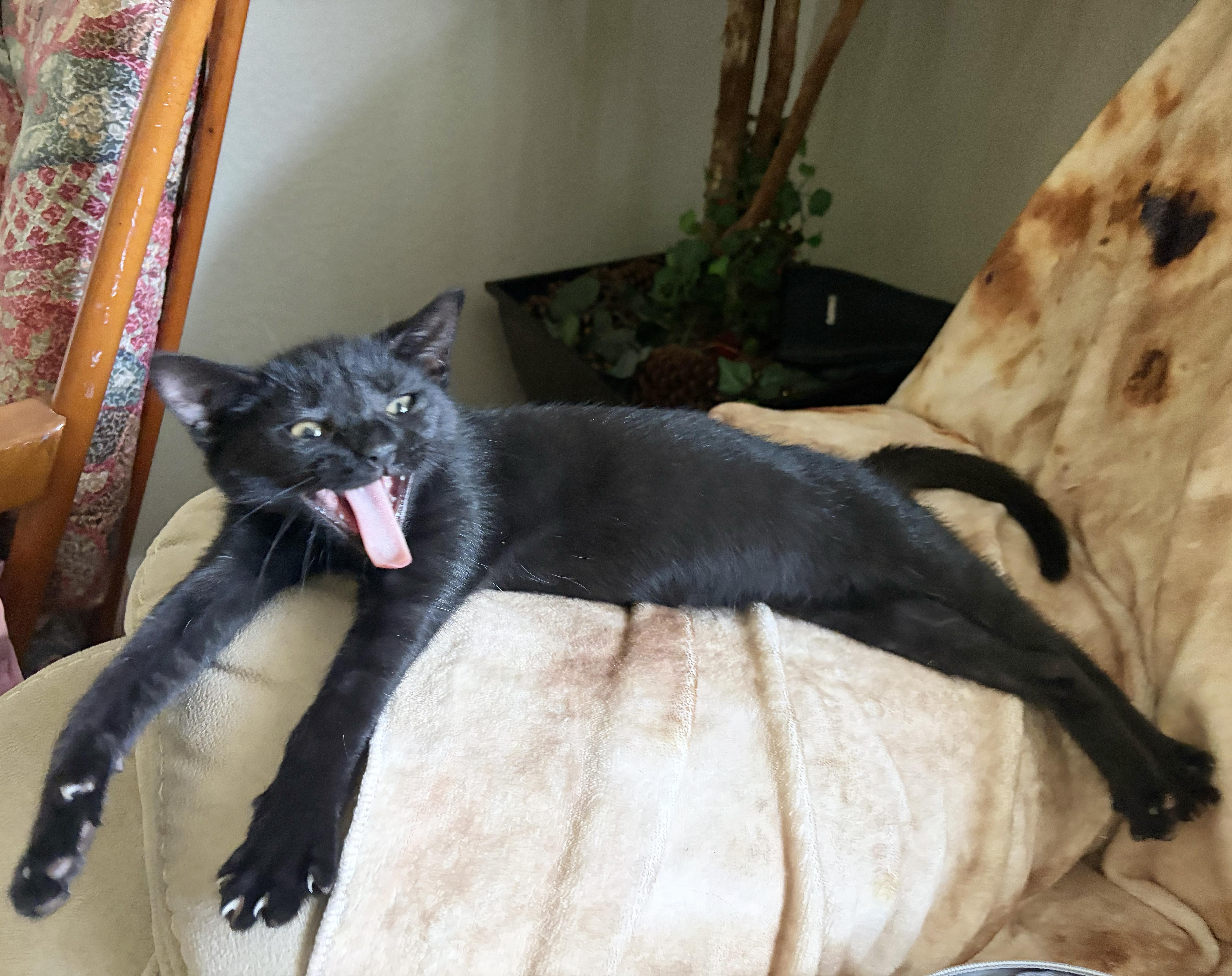 A baby medium-sized female Black Domestic Short Hair cat named Fonzarella for adoption in Parkville, MO