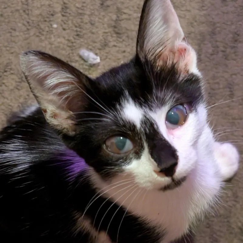 A baby medium-sized female White Domestic Short Hair cat named Gobi for adoption in San Diego, CA