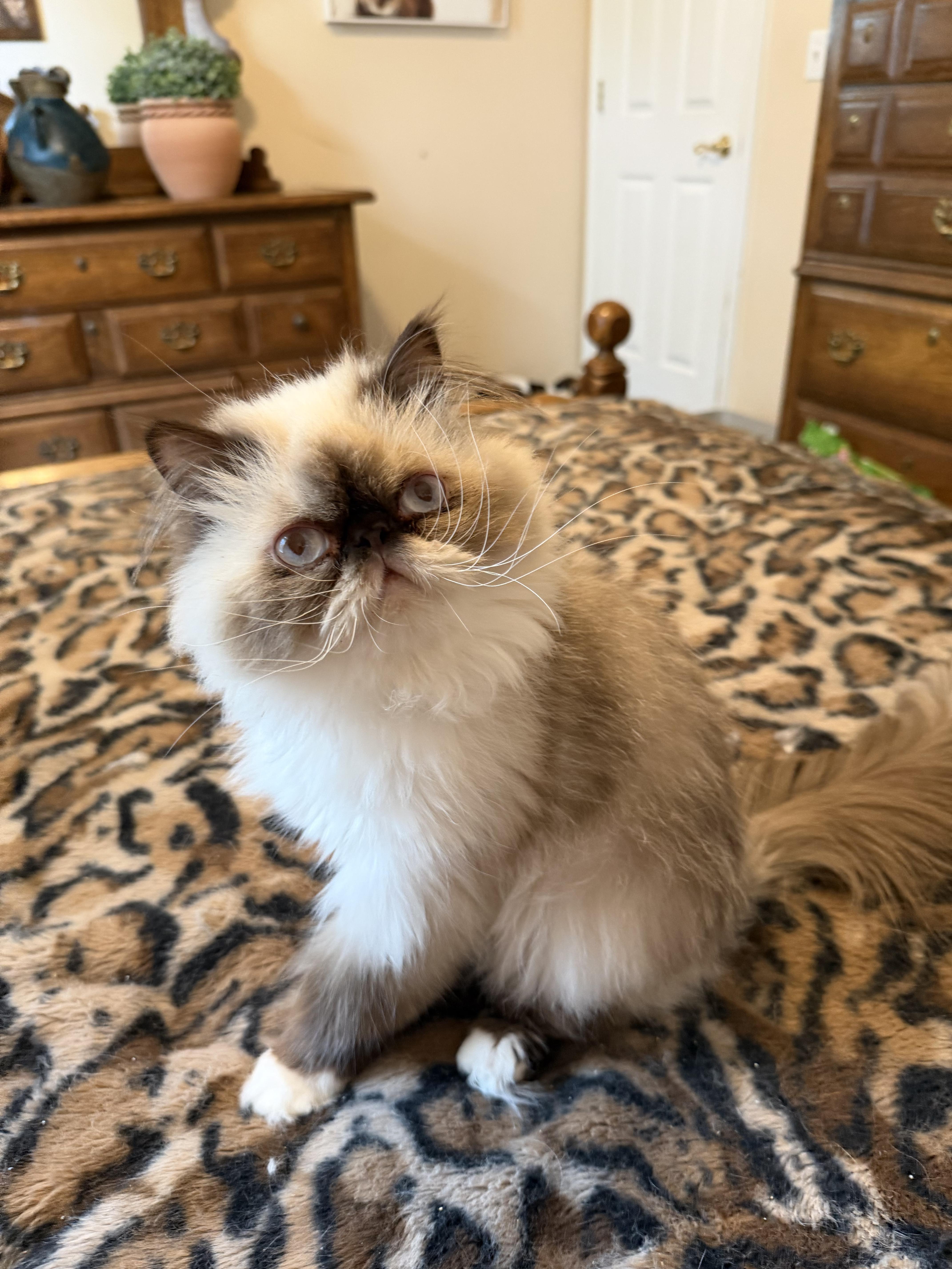 A young medium-sized male Seal Point Himalayan cat named Clyde for adoption in Indianapolis, IN