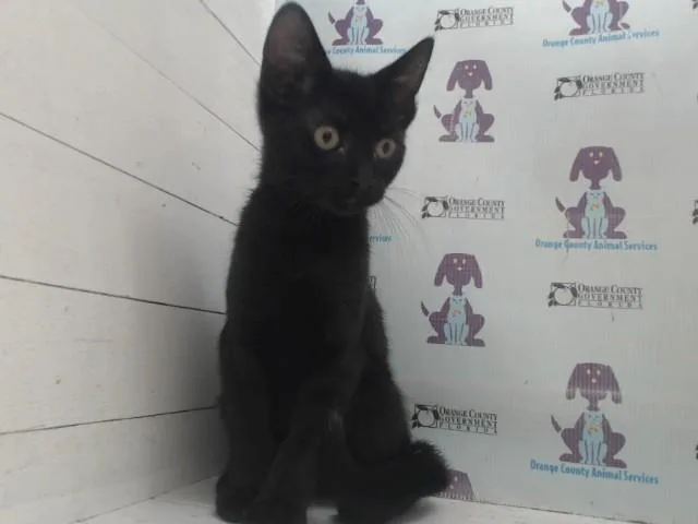 A baby small-sized male Domestic Short Hair cat named Messi for adoption in Orlando, FL
