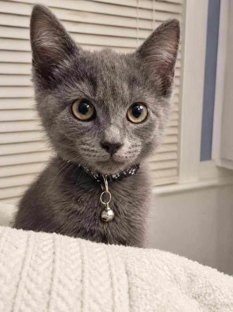 A baby small-sized female Domestic Medium Hair cat named Whitey for adoption in Virginia Beach, VA