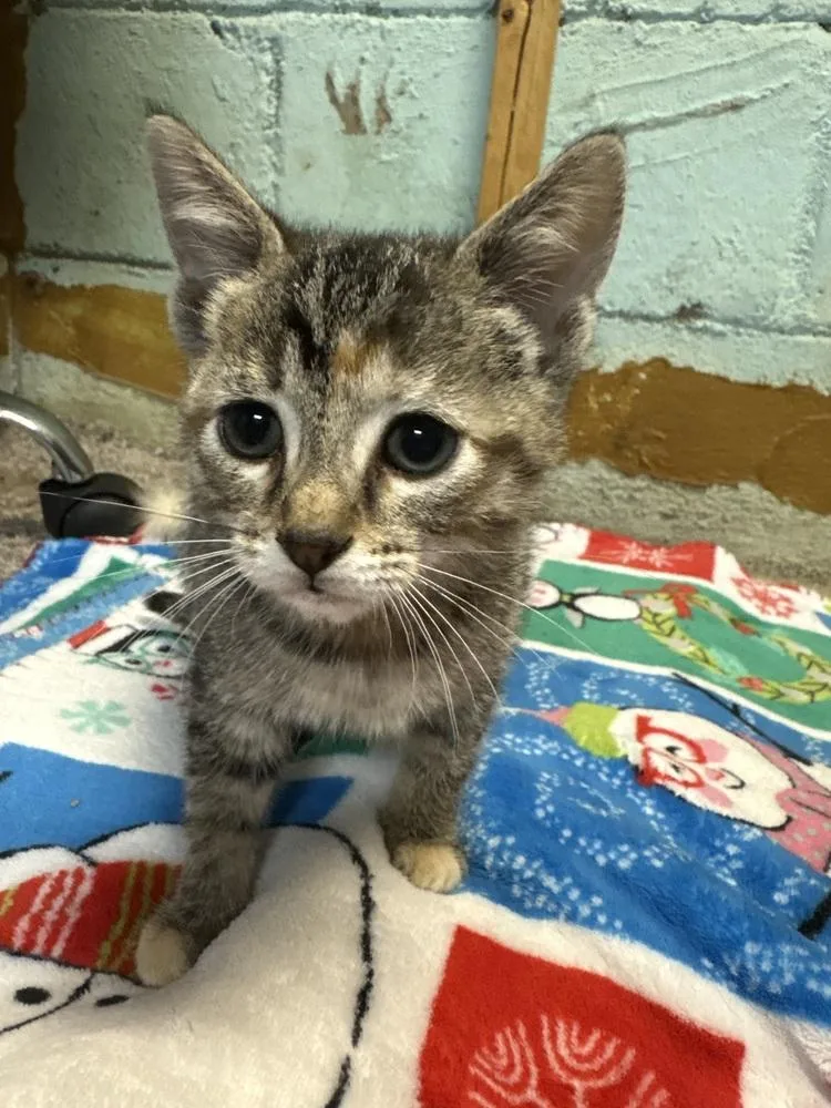 A baby small-sized female Tabby cat named Lucy Br for adoption in Peoria, IL