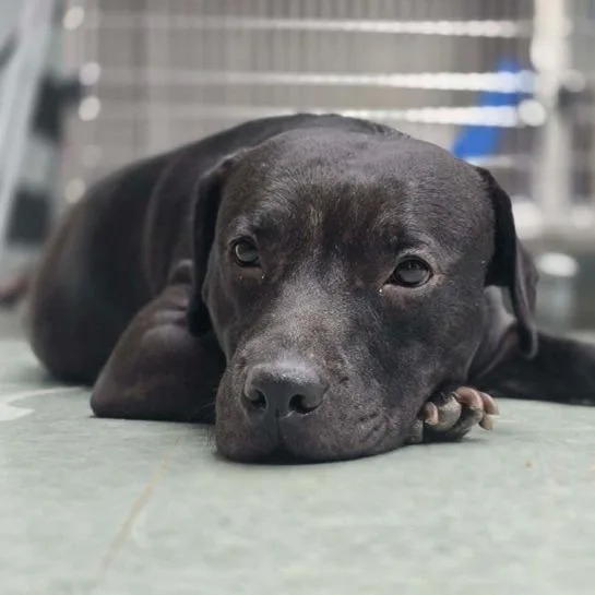 An adult medium-sized female Brown / Chocolate Mixed Breed dog named Swiss Roll for adoption in Newark, DE
