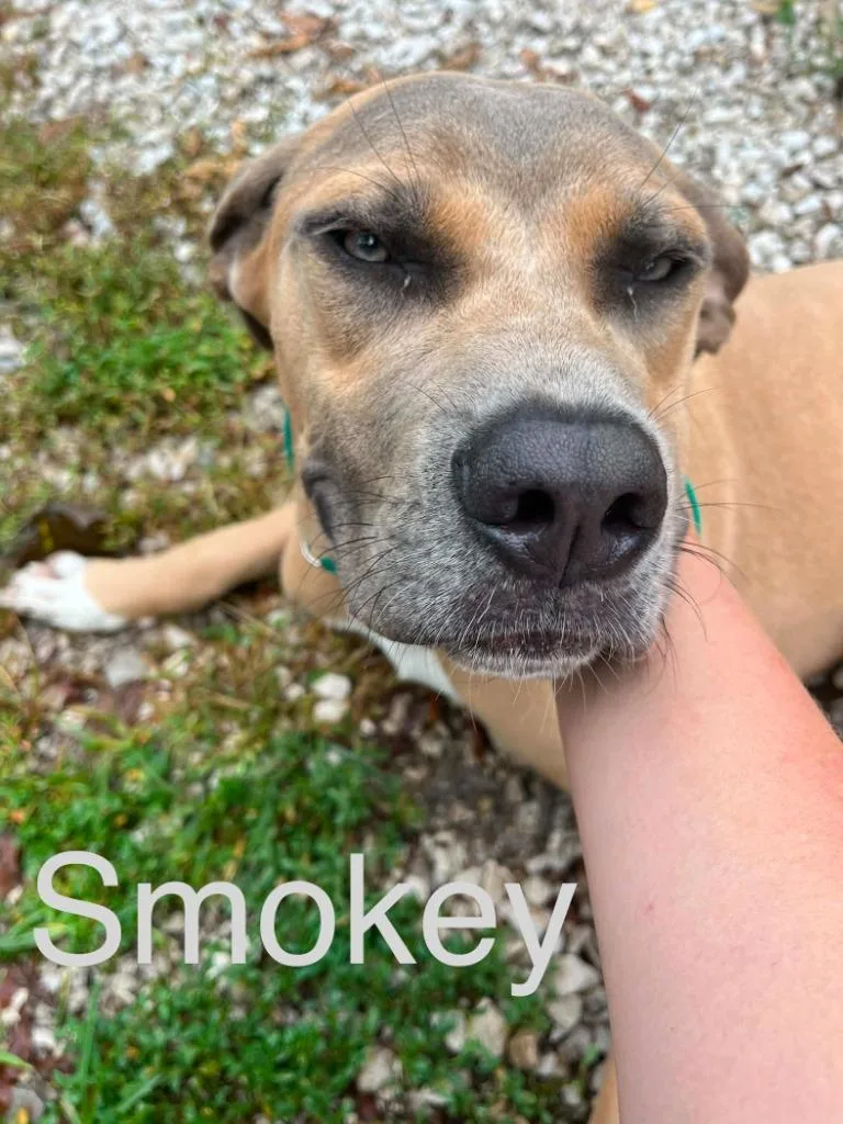 A young large-sized male Mixed Breed dog named Smokey for adoption in Princeton, IN