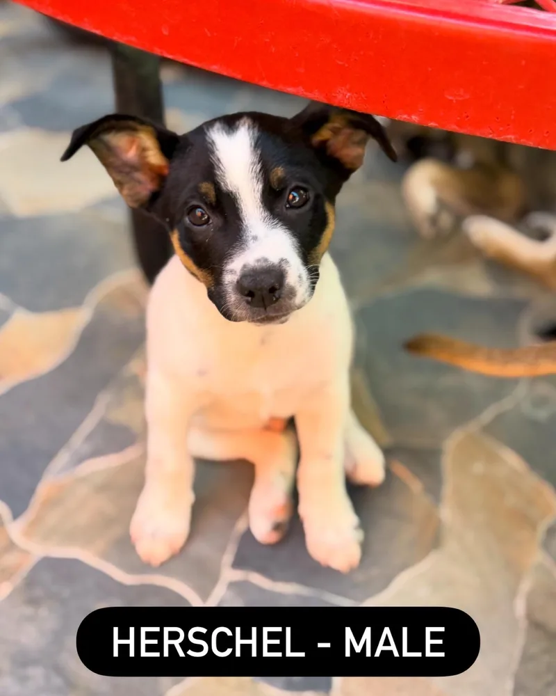 A young medium-sized female Brown / Chocolate Terrier dog named Terrier Mix Litter for adoption in Glendale, AZ