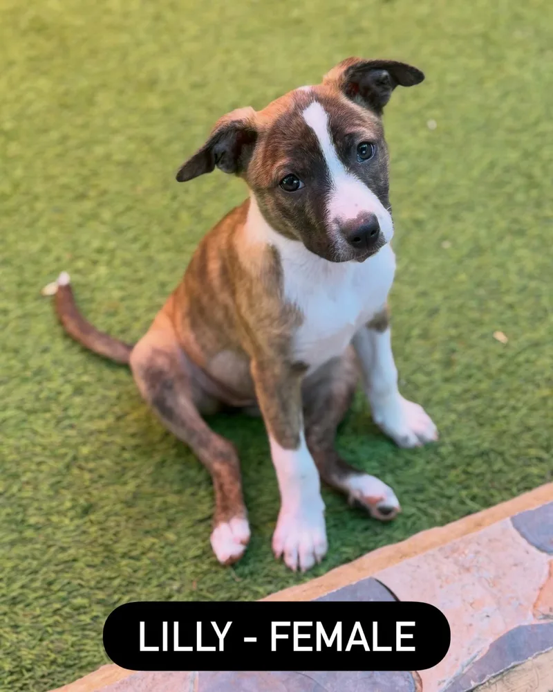 Terrier Mix Litter thumbnail 2