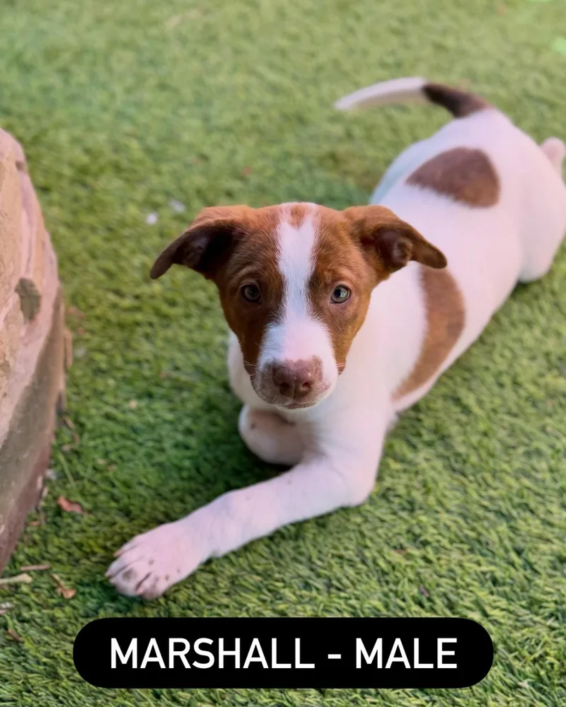 Terrier Mix Litter thumbnail 3