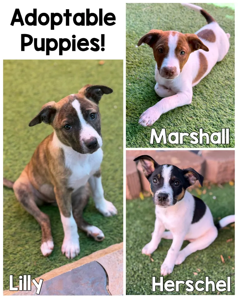 Terrier Mix Litter thumbnail 4