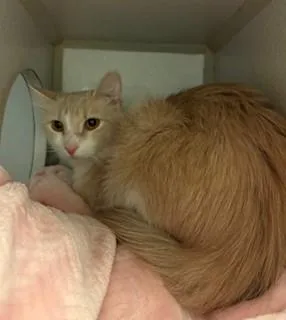 An adult large-sized female Buff & White Domestic Long Hair cat named Aubrey for adoption in Mason City, IA