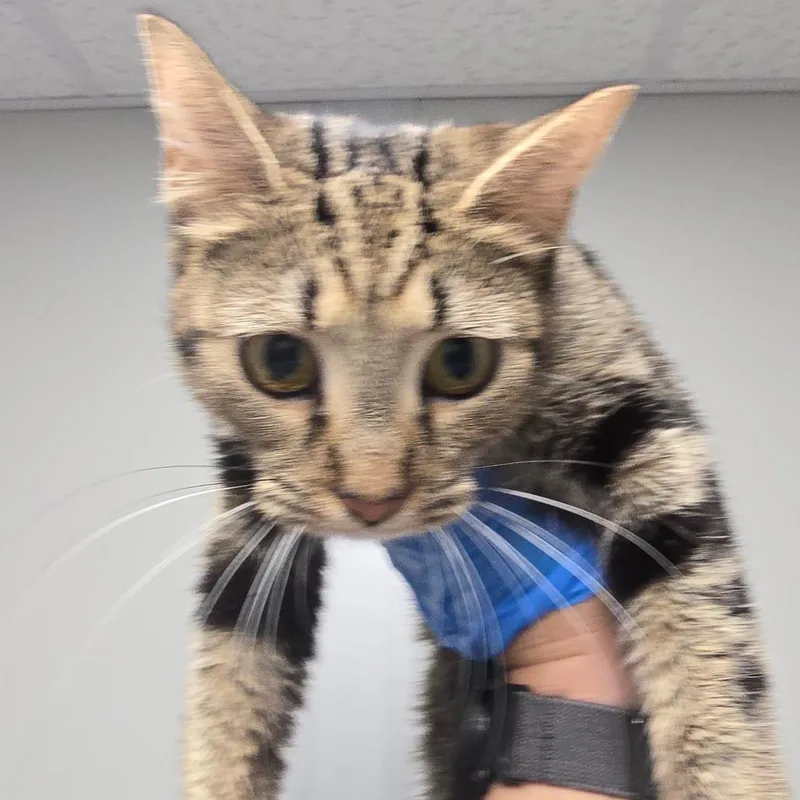 A young small-sized female Domestic Medium Hair cat named Mystic for adoption in Concord, NC
