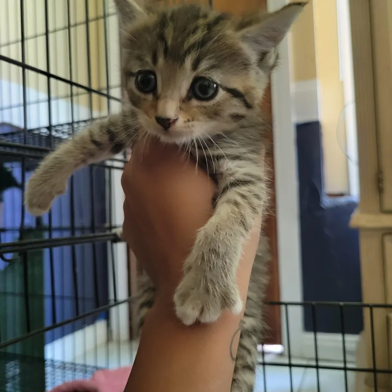 A young medium-sized female Tabby (Buff / Tan / Fawn) Domestic Short Hair cat named Whisper for adoption in rowland heights, CA