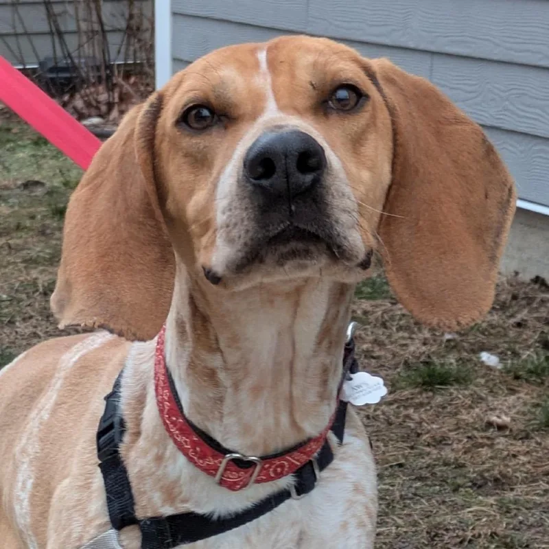 An adult medium-sized male Yellow / Tan / Blond / Fawn Coonhound dog named Nitro for adoption in Kennebunk, ME