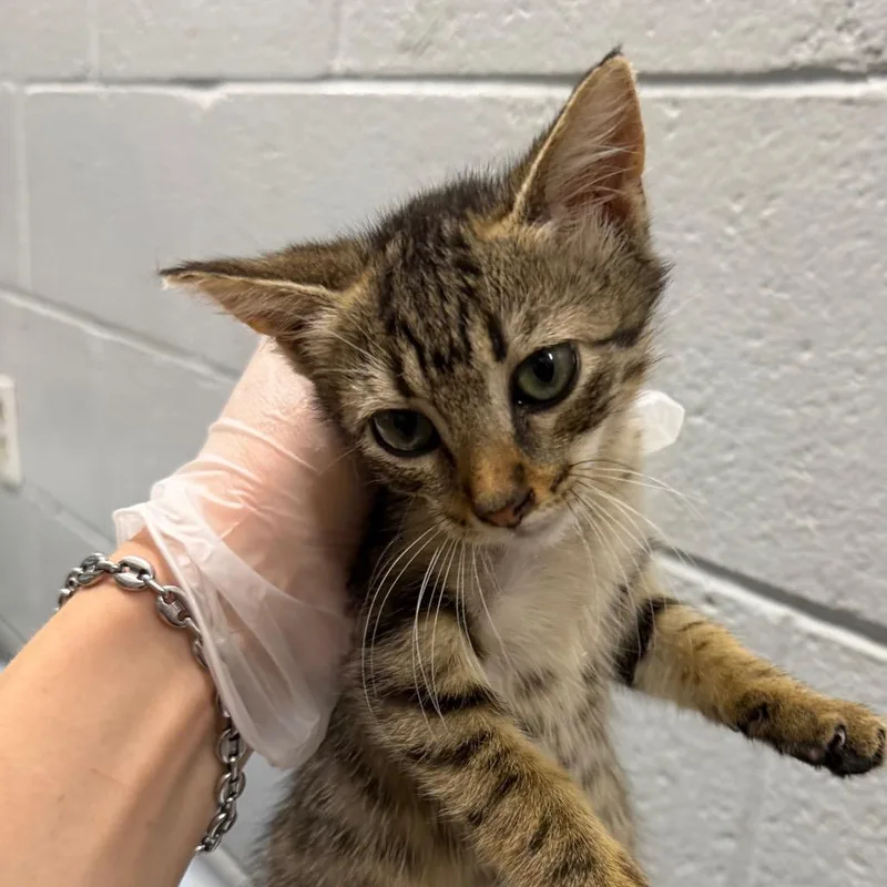 A baby small-sized female Brown / Chocolate Domestic Short Hair cat named Monstera for adoption in Summerville, SC